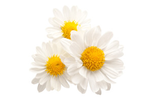 chamomile